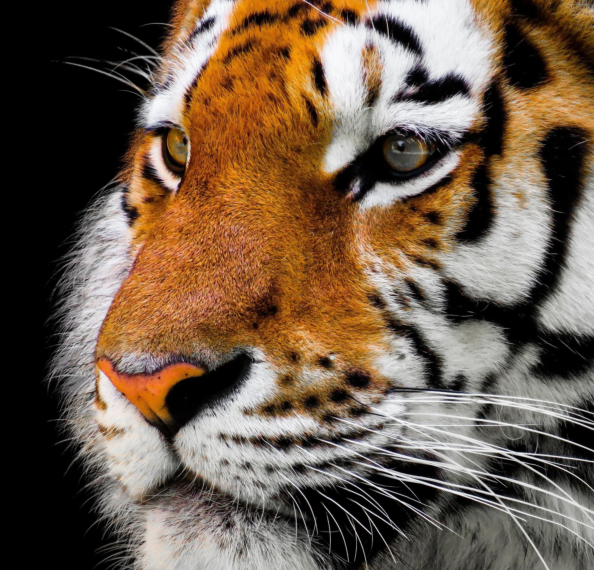 tiger-portrait